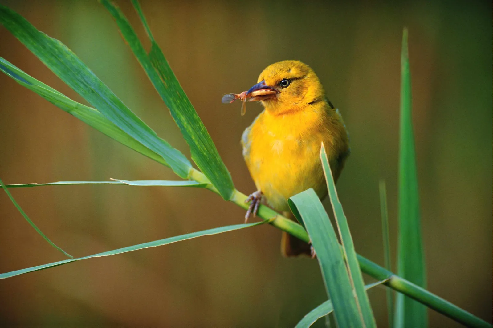 A small yellow bird is perched on a green stalk, holding an insect in its beak.