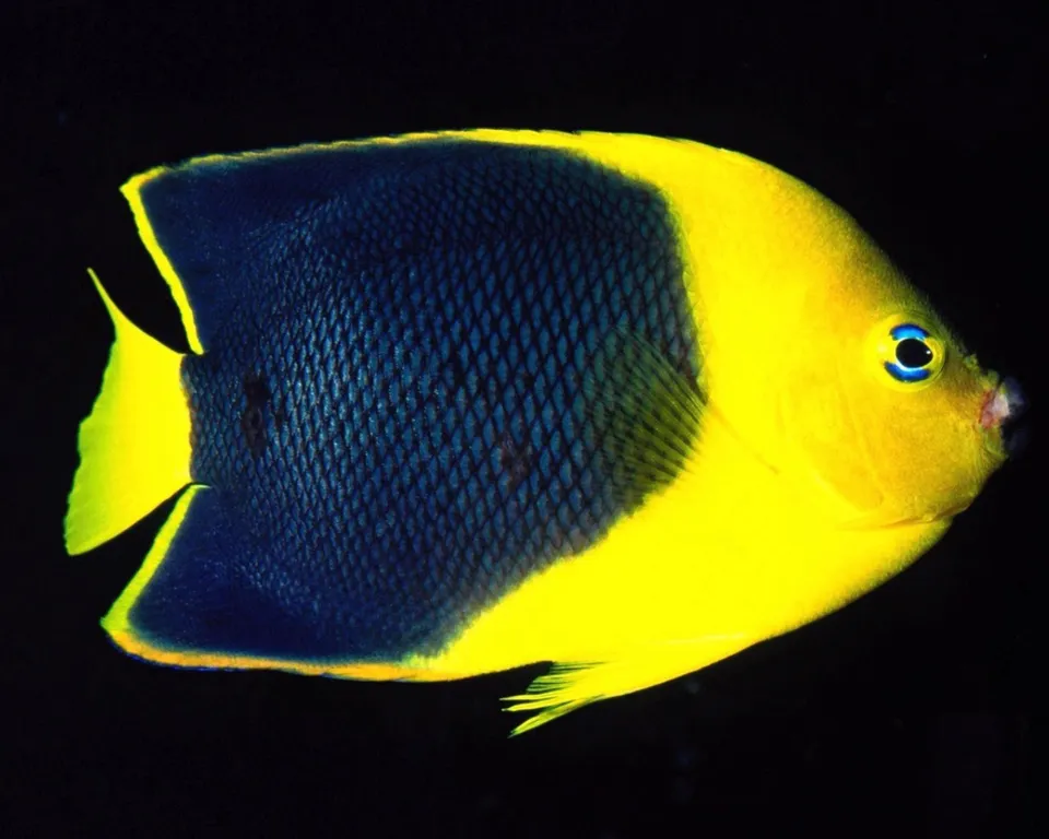 A bright yellow angelfish with a dark blue body and yellow fins swims against a black background.