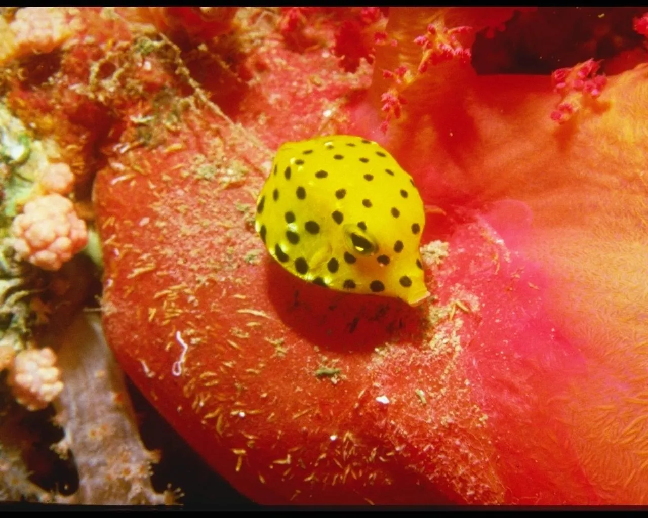 A small, bright yellow boxfish with black spots rests on a vibrant red and orange coral formation.