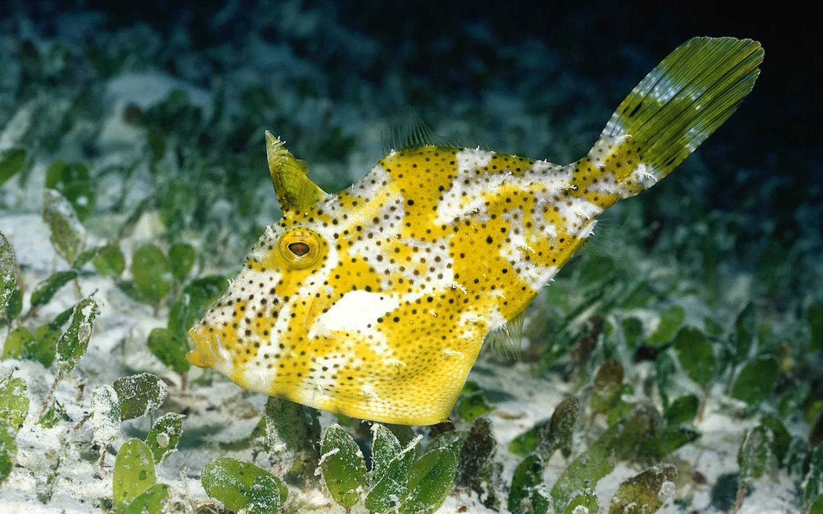 A yellow and white boxfish with black spots swims near green sea grass on a sandy ocean floor.