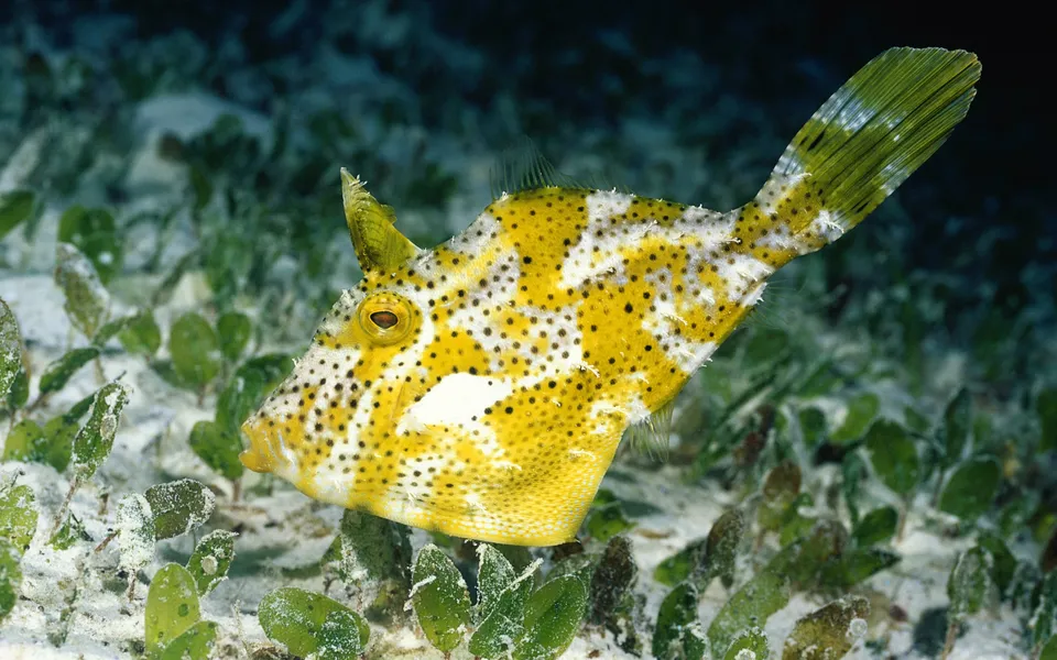 A yellow and white boxfish with black spots swims near green sea grass on a sandy ocean floor.