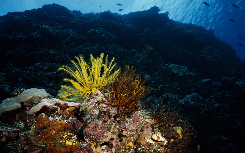 Close-up of bright yellow and reddish-brown feather stars growing on a coral formation underwater.