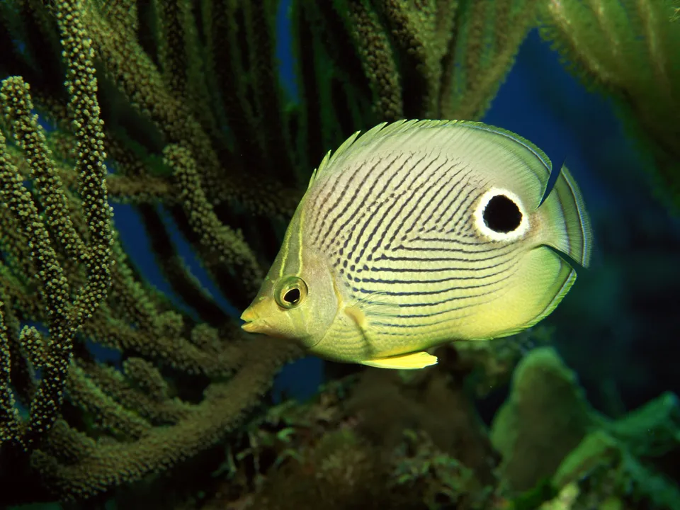 A yellow butterflyfish with a distinct black eye spot swims near green coral.