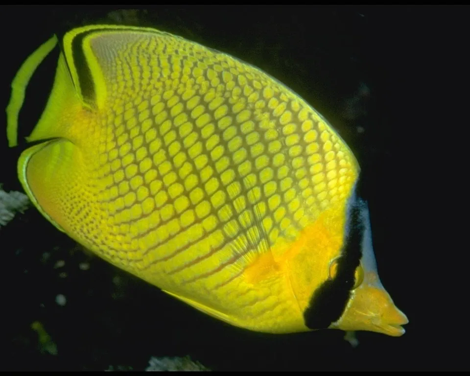 A bright yellow butterflyfish with a black band across its eye swims in dark water.
