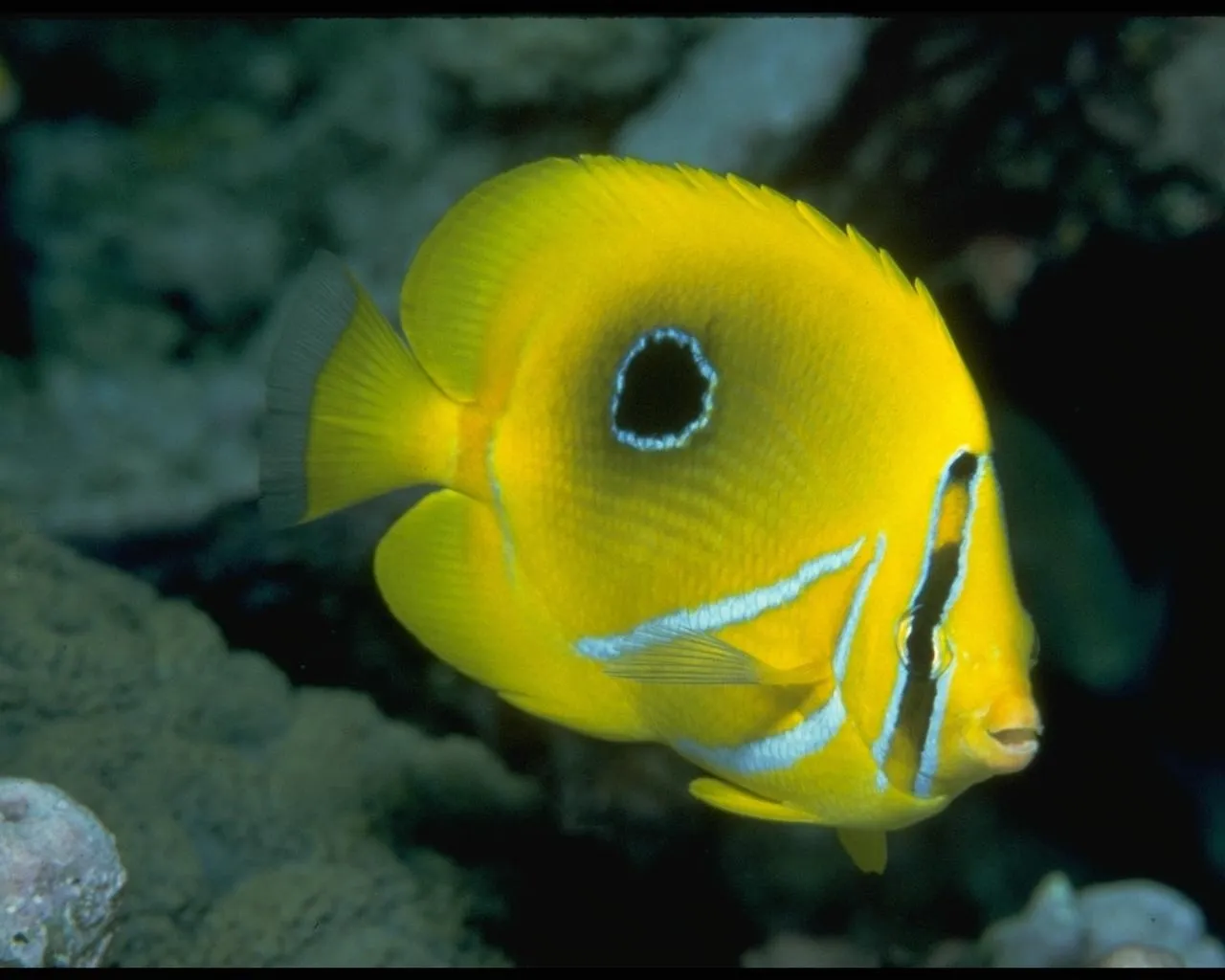 A bright yellow butterflyfish with a black eye spot swims in the ocean.