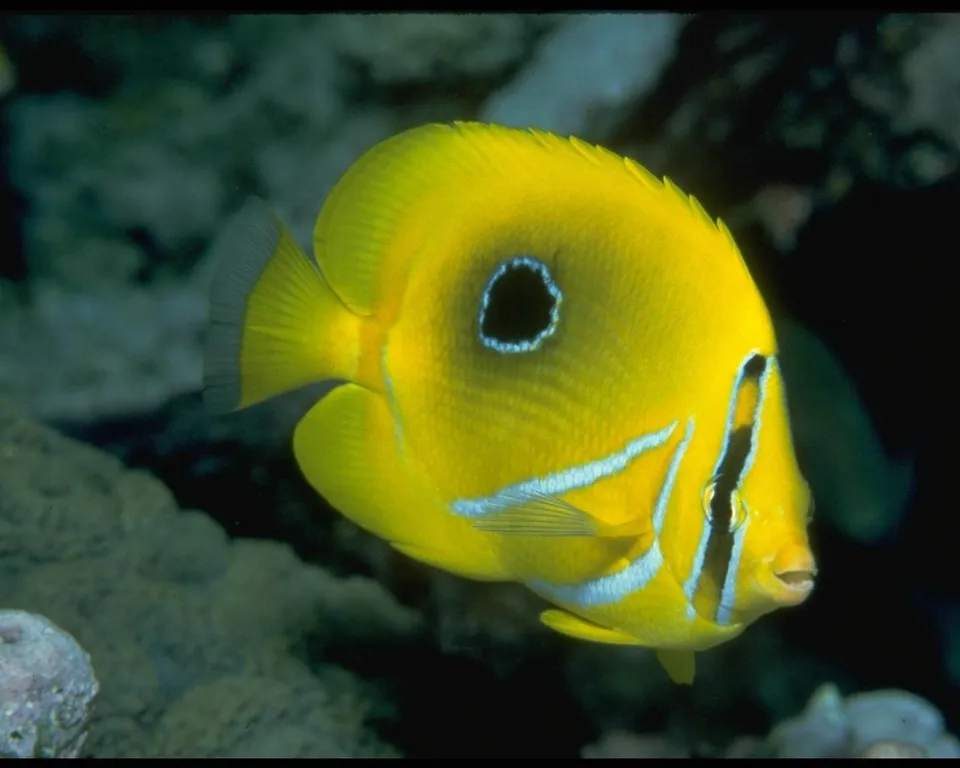 A bright yellow butterflyfish with a black eye spot swims in the ocean.