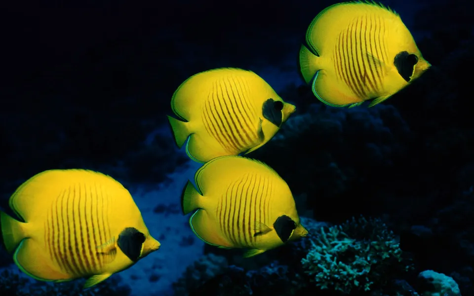 Four bright yellow butterflyfish with black eye spots swim in dark blue water near coral.