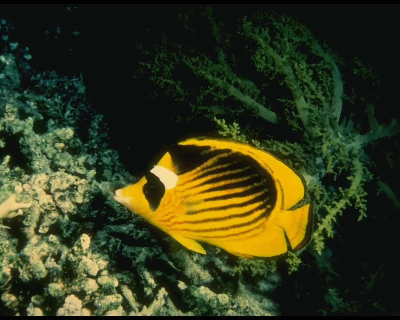 A yellow butterflyfish with black stripes swims near coral in its natural habitat.
