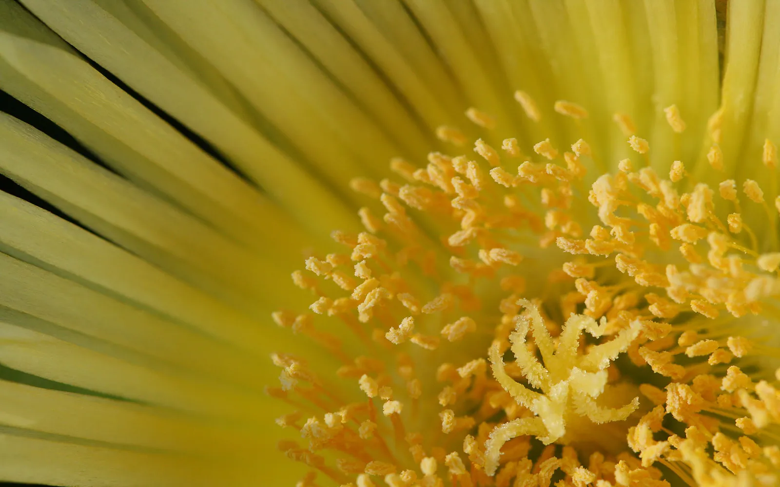 Macro view of the intricate yellow stamen and pistil of a cactus flower, with delicate petals in the background.