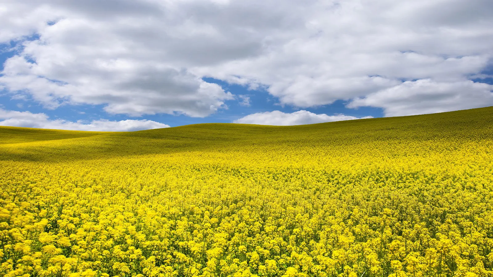 A rolling field of bright yellow canola flowers stretches to the horizon under a blue sky with fluffy white clouds.