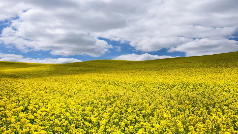 A rolling field of bright yellow canola flowers stretches to the horizon under a blue sky with fluffy white clouds.
