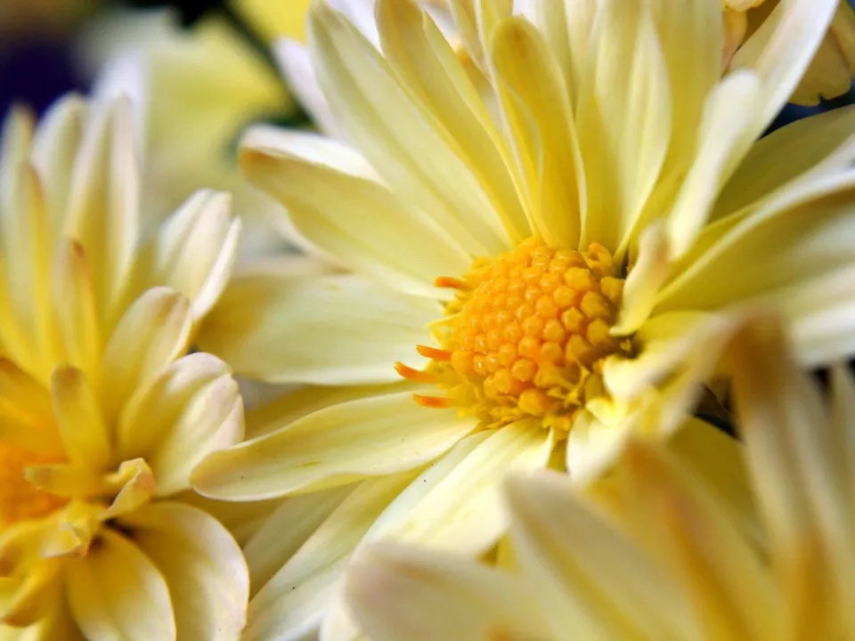 A close-up view of bright yellow chrysanthemum flowers with detailed centers and soft petals.