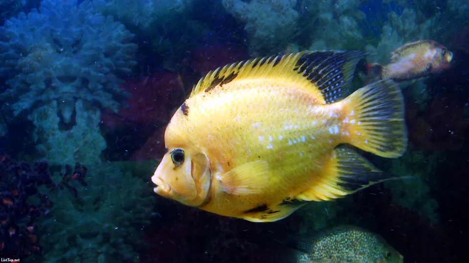 A bright yellow cichlid fish with black fin markings swims in an aquarium with coral.
