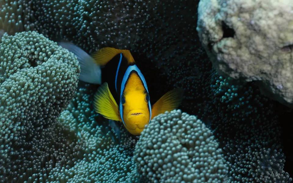 A clownfish with yellow, black, and blue markings peeks from an anemone.