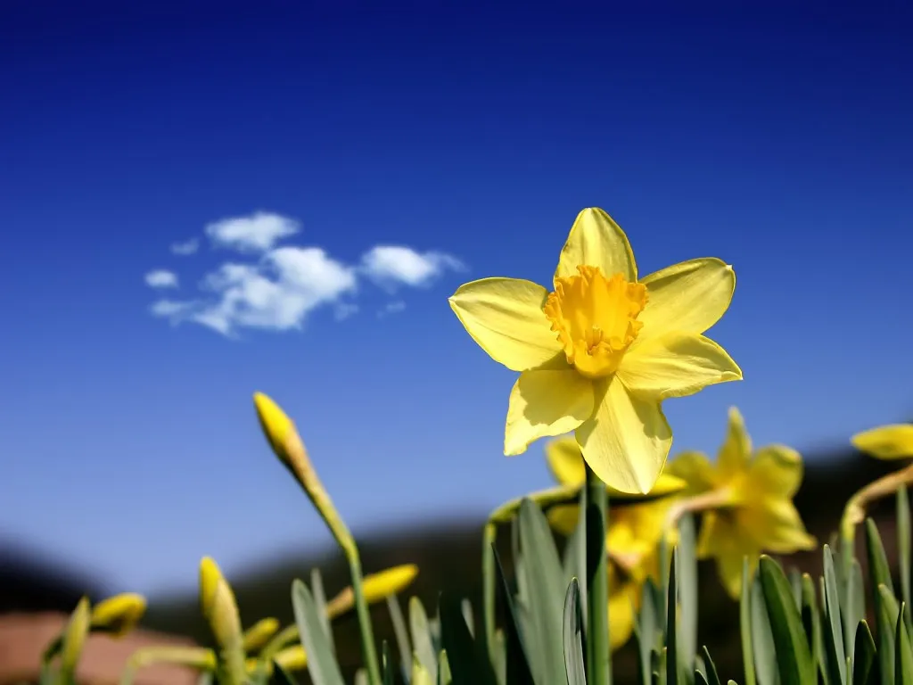 A close-up of a bright yellow daffodil in full bloom against a clear blue sky with a few white clouds.