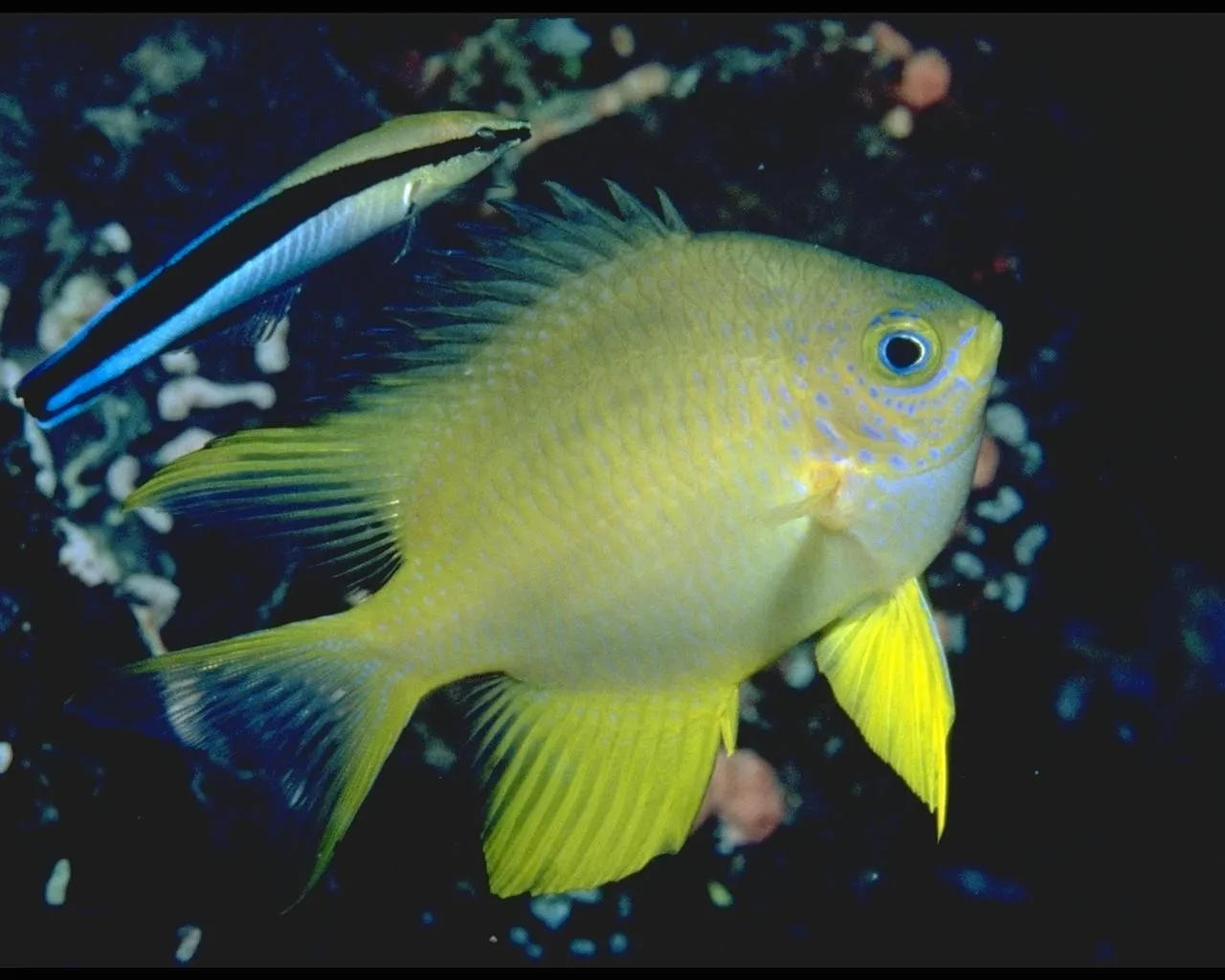 A yellow damselfish swims near a long, thin fish with a blue stripe.