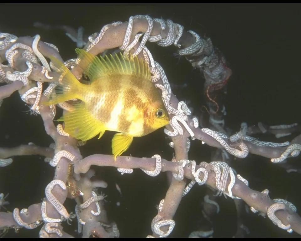 A yellow and white striped damselfish swims among purple coral branches with white polyps.