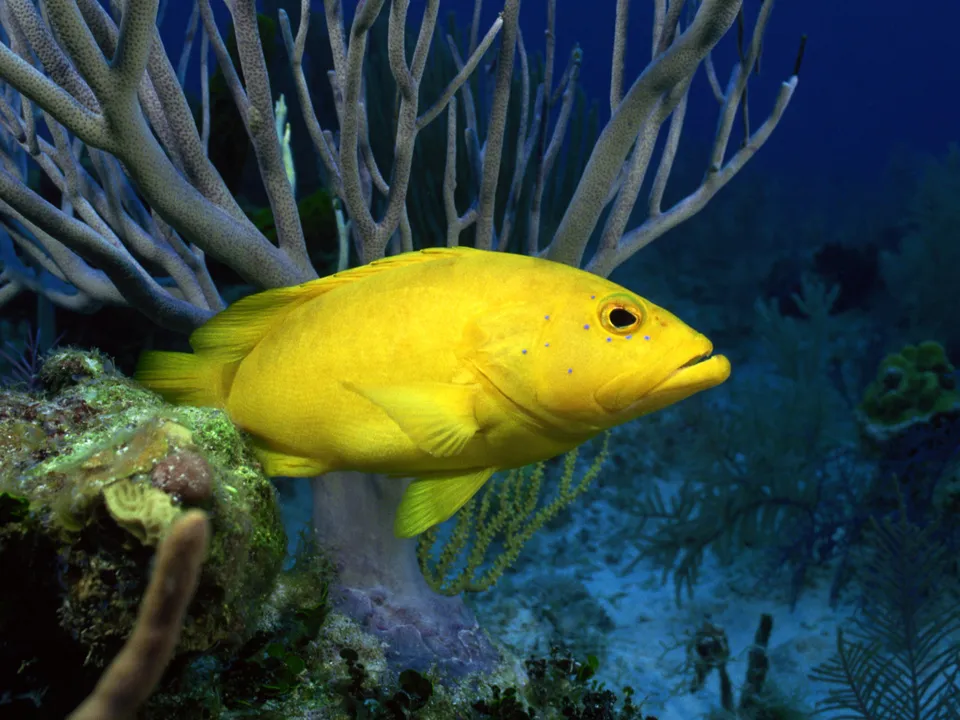 A yellow fish with small blue spots on its head swims in the deep blue sea.