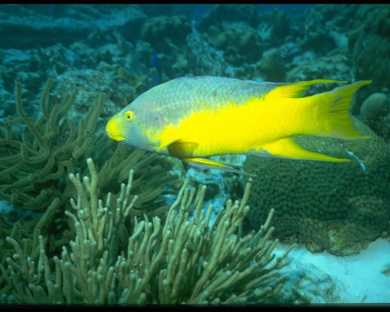 A yellow fish with a grey head swims through a coral reef.