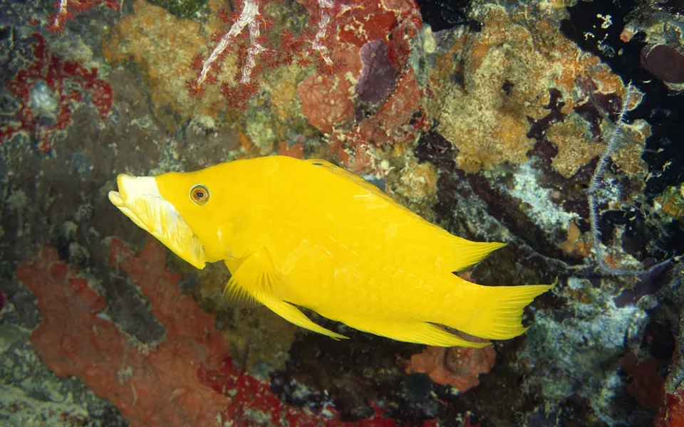 A bright yellow fish with a white chin swims in front of a colorful coral reef.