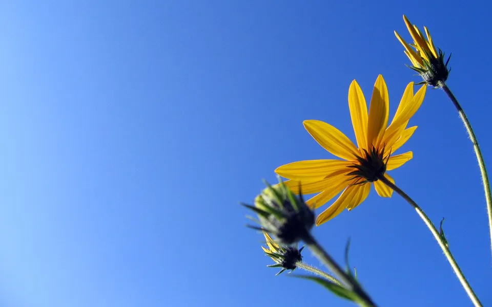 A bright yellow flower with petals spread open against a clear blue sky, with two buds in the foreground.