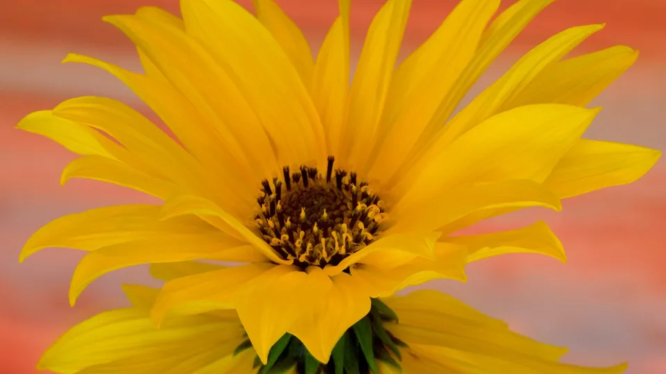 A close-up of a bright yellow flower with delicate petals and a dark center against a soft pink background.