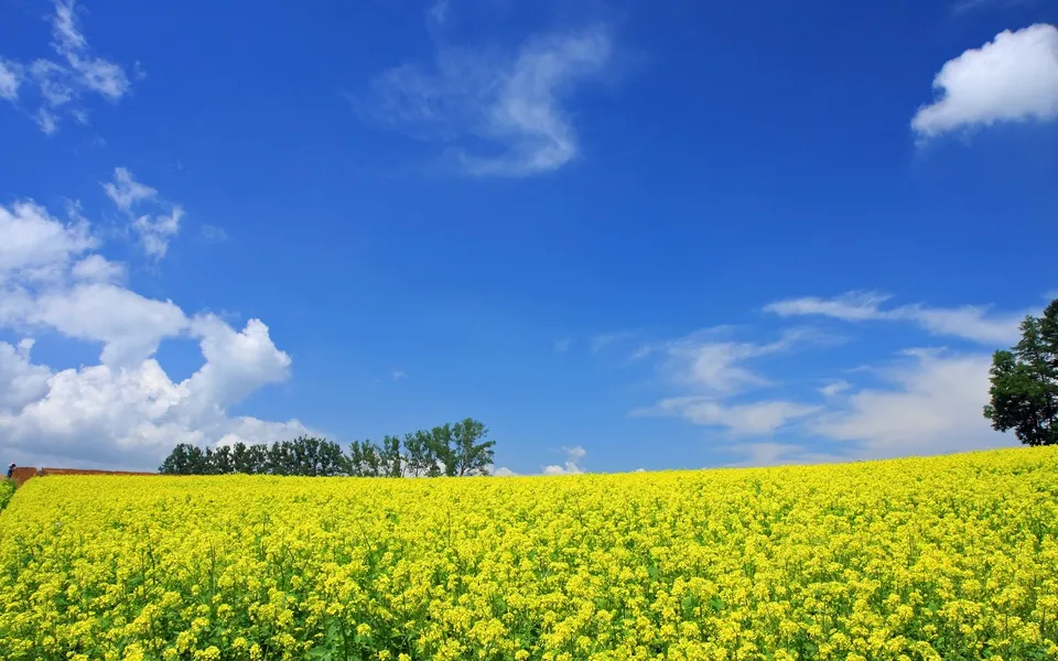 A vast field of yellow flowers stretches towards a distant treeline under a bright blue sky with white clouds.