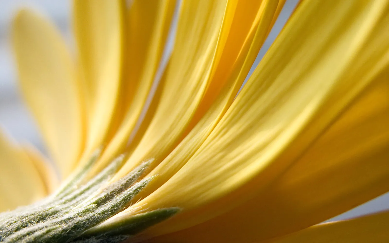 A close-up view of the underside of bright yellow flower petals and stem.