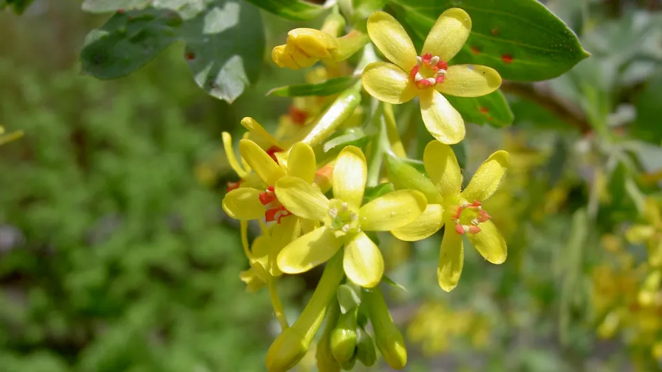 Close-up of small yellow flowers with red centers, set against a blurred green background.
