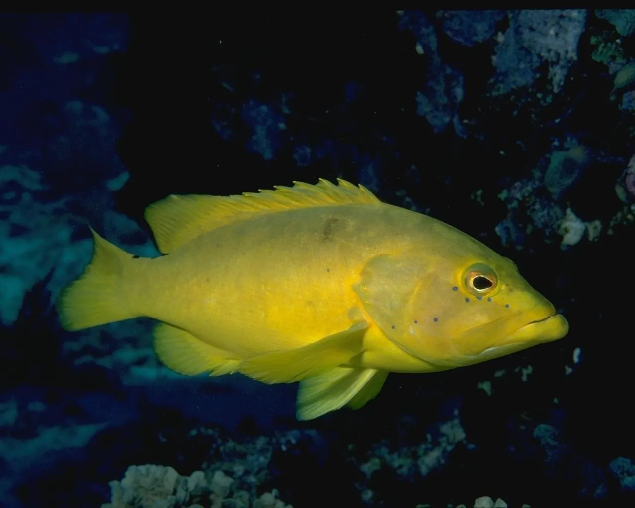 A bright yellow grouper fish swims in dark blue water near coral.