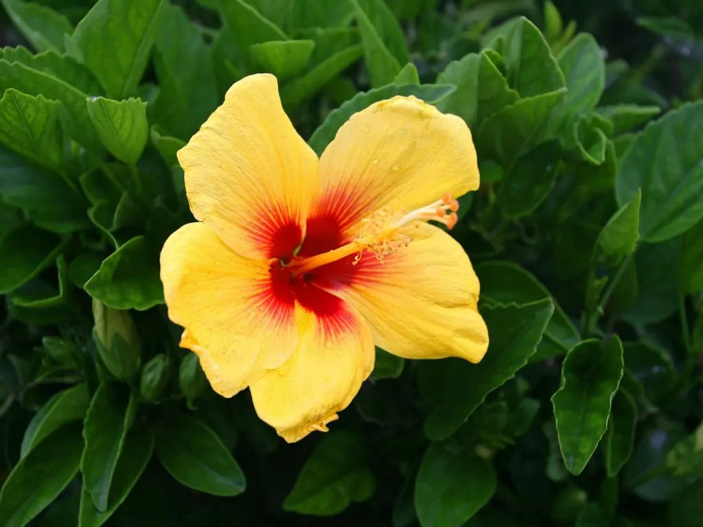 A close-up of a bright yellow hibiscus flower with a deep red center, surrounded by lush green leaves.