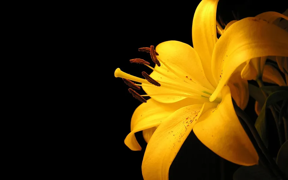 A close-up view of a bright yellow lily flower with dark brown stamens against a black background.
