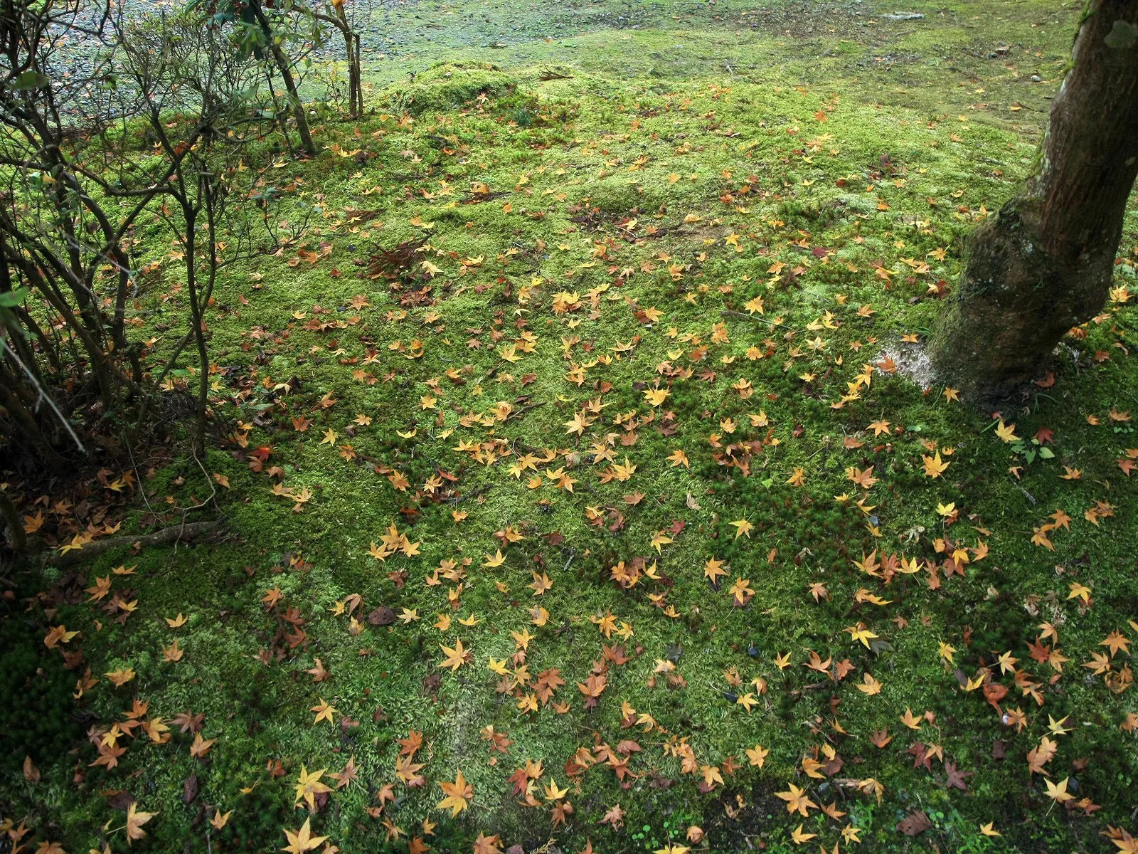 Yellow and orange maple leaves are scattered across a thick carpet of lush green moss.
