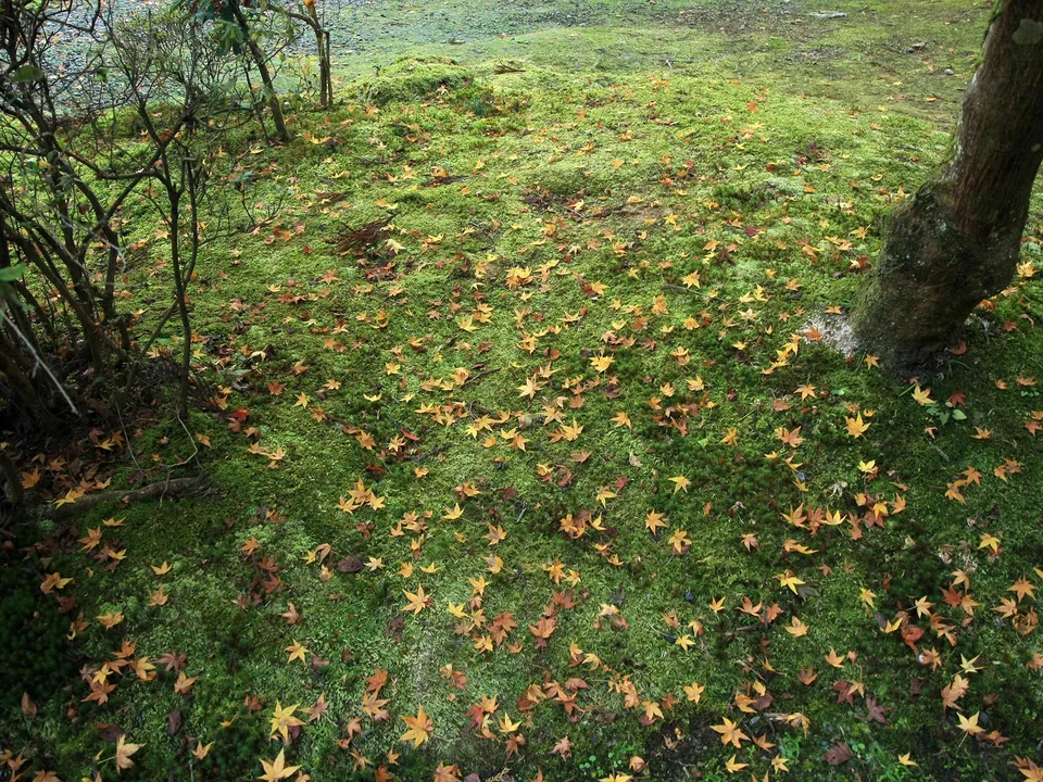 Yellow and orange maple leaves are scattered across a thick carpet of lush green moss.
