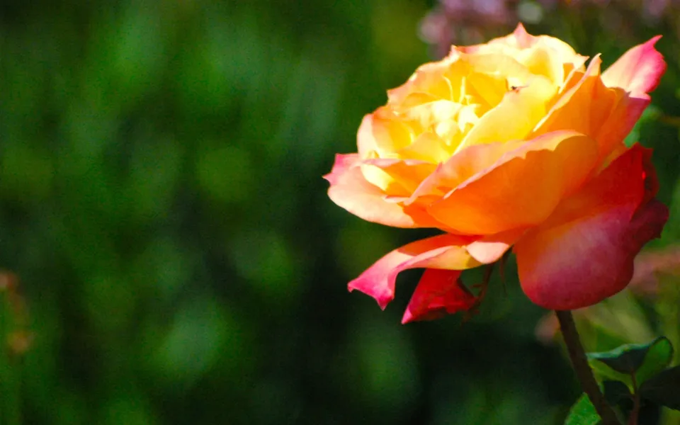 A close-up of a vibrant yellow and orange rose with pink edges, set against a blurred green background.
