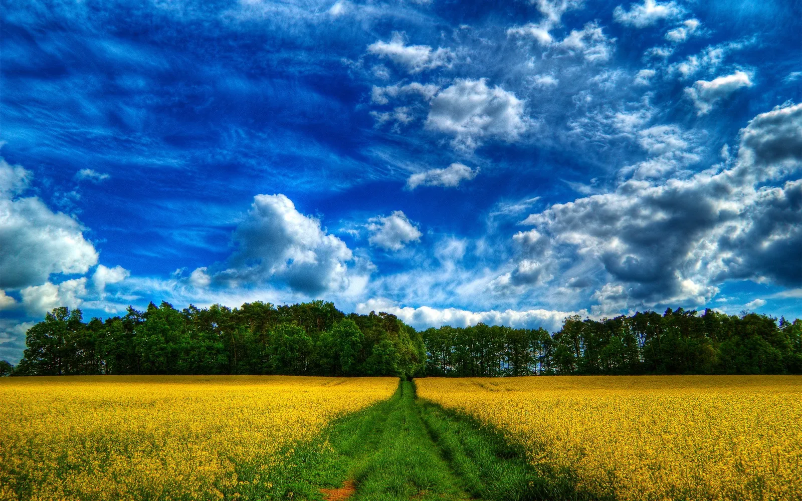A bright yellow field of rapeseed stretches towards a line of trees under a dynamic blue sky with white and grey clouds.