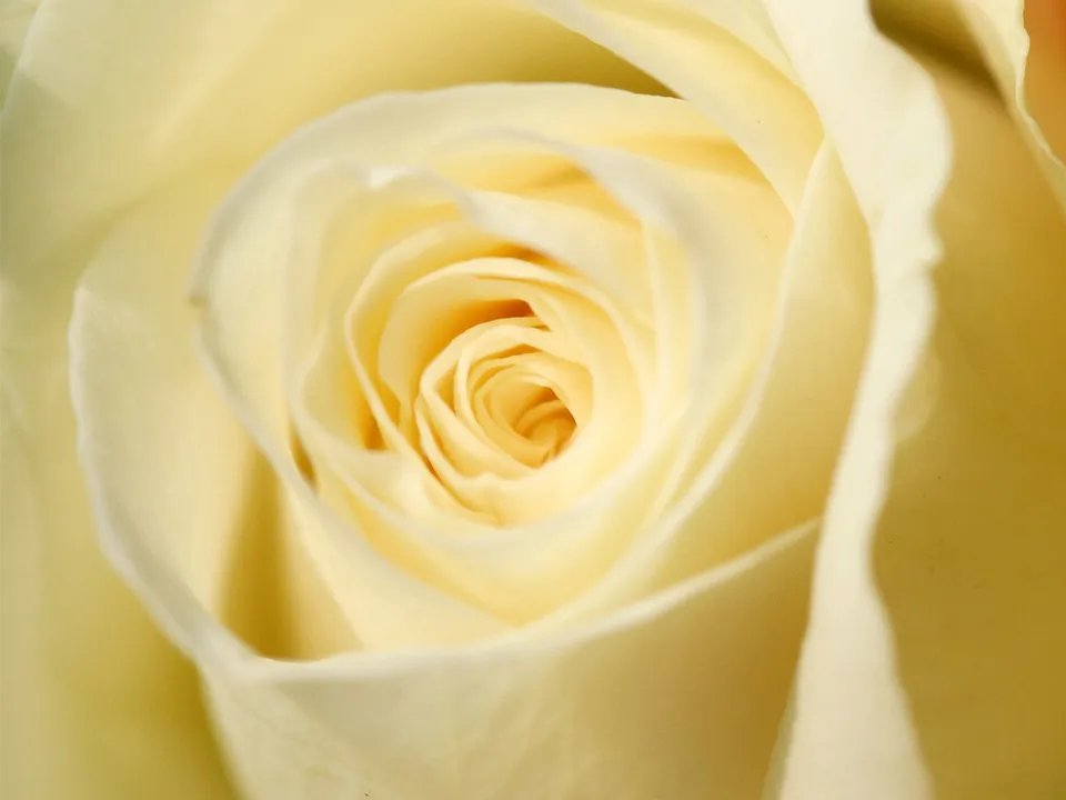 A close-up view of the swirling petals of a pale yellow rose.