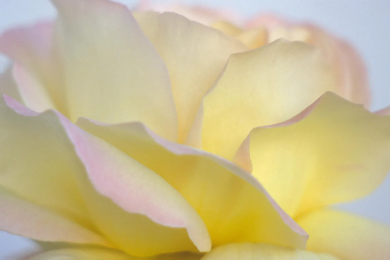 Close-up of soft yellow rose petals with subtle pink edges, showing delicate curves and soft lighting.
