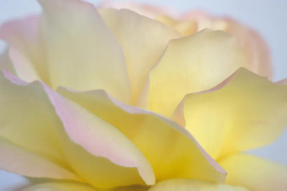 Close-up of soft yellow rose petals with subtle pink edges, showing delicate curves and soft lighting.