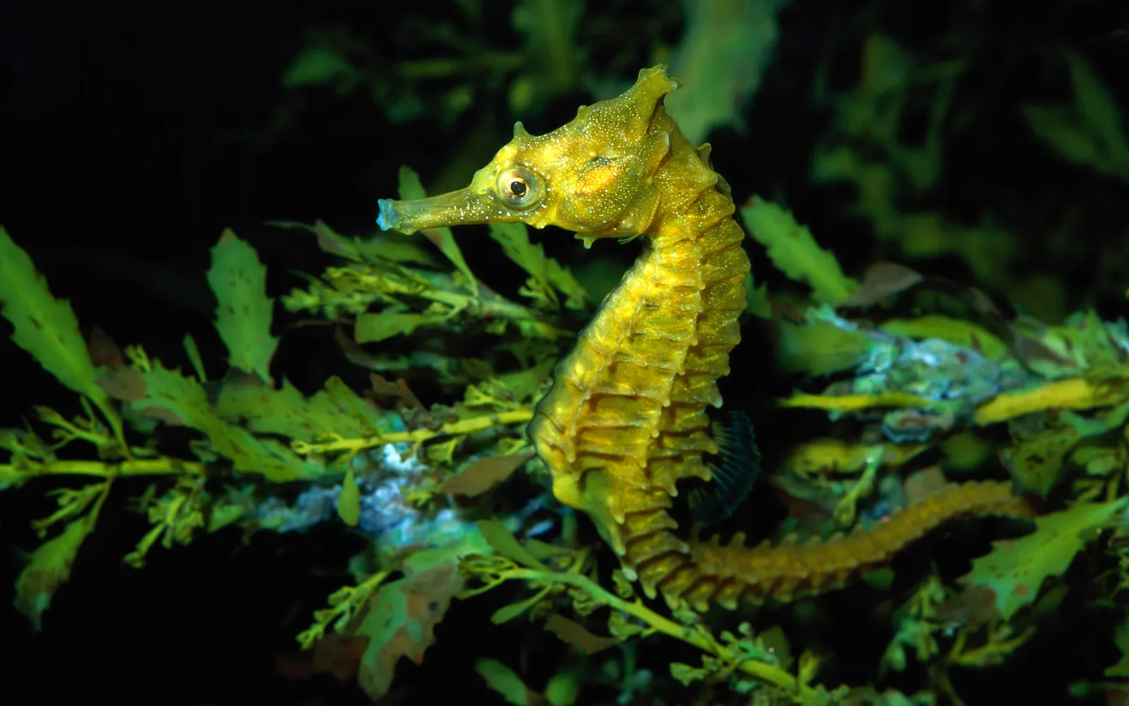 A bright yellow seahorse with a patterned body swims among green seaweed in dark water.