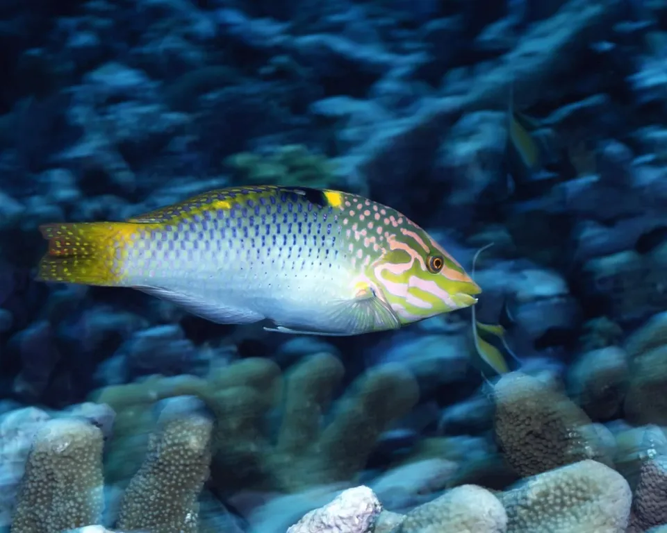 A fish with yellow tail and blue spots swims in a coral reef.