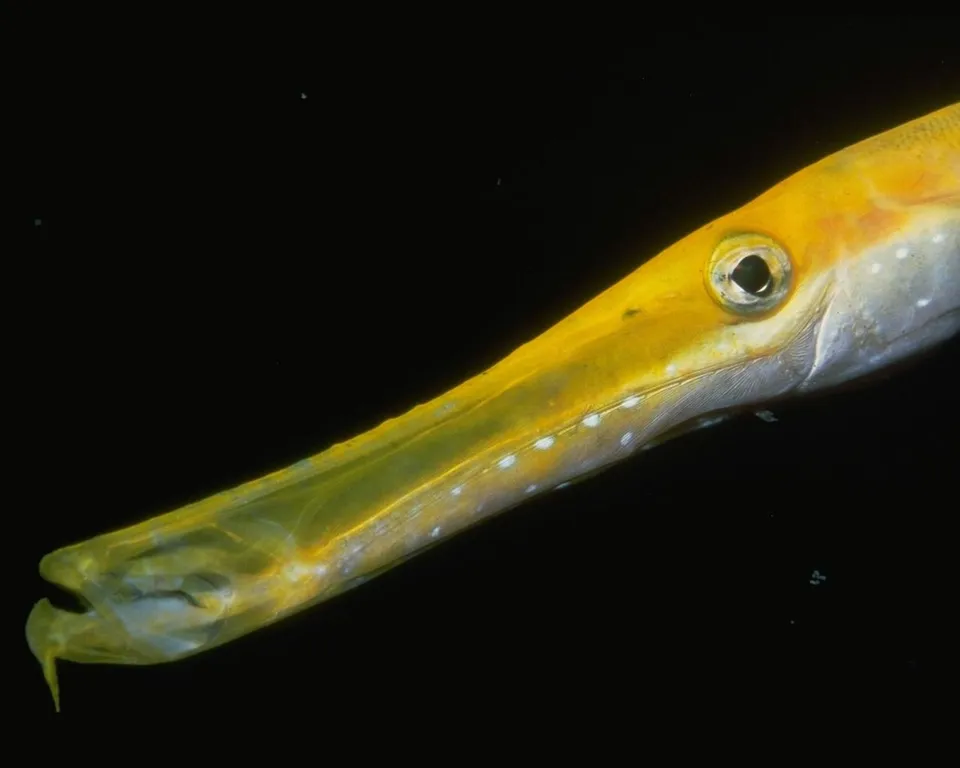 A close-up of a bright yellow trumpetfish with a long snout against a black background.