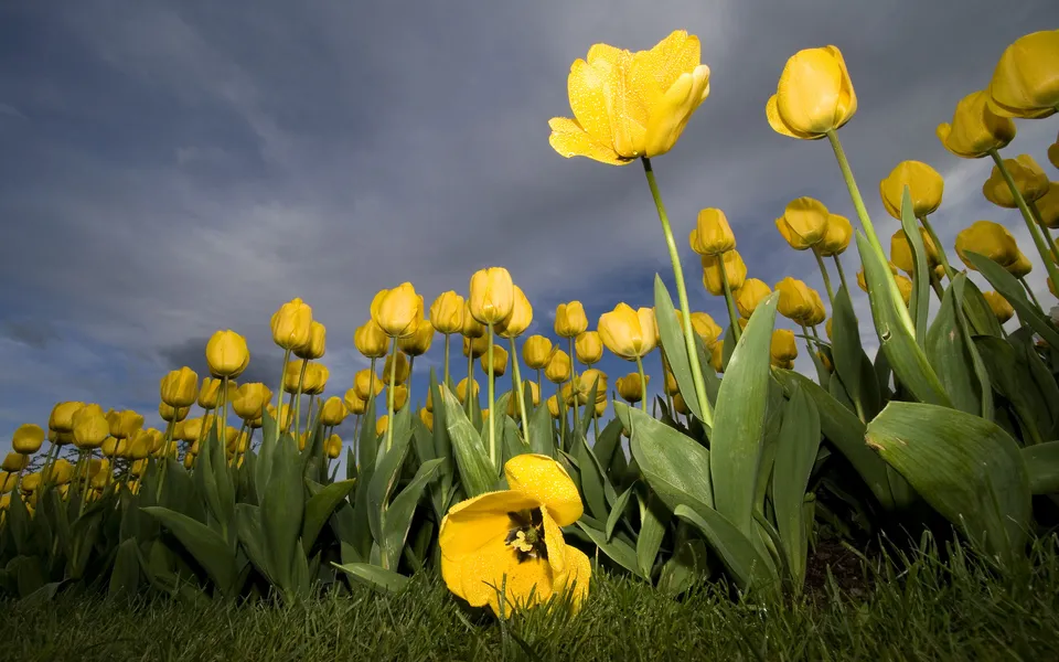 A low-angle view of a field of bright yellow tulips against a dramatic cloudy sky.