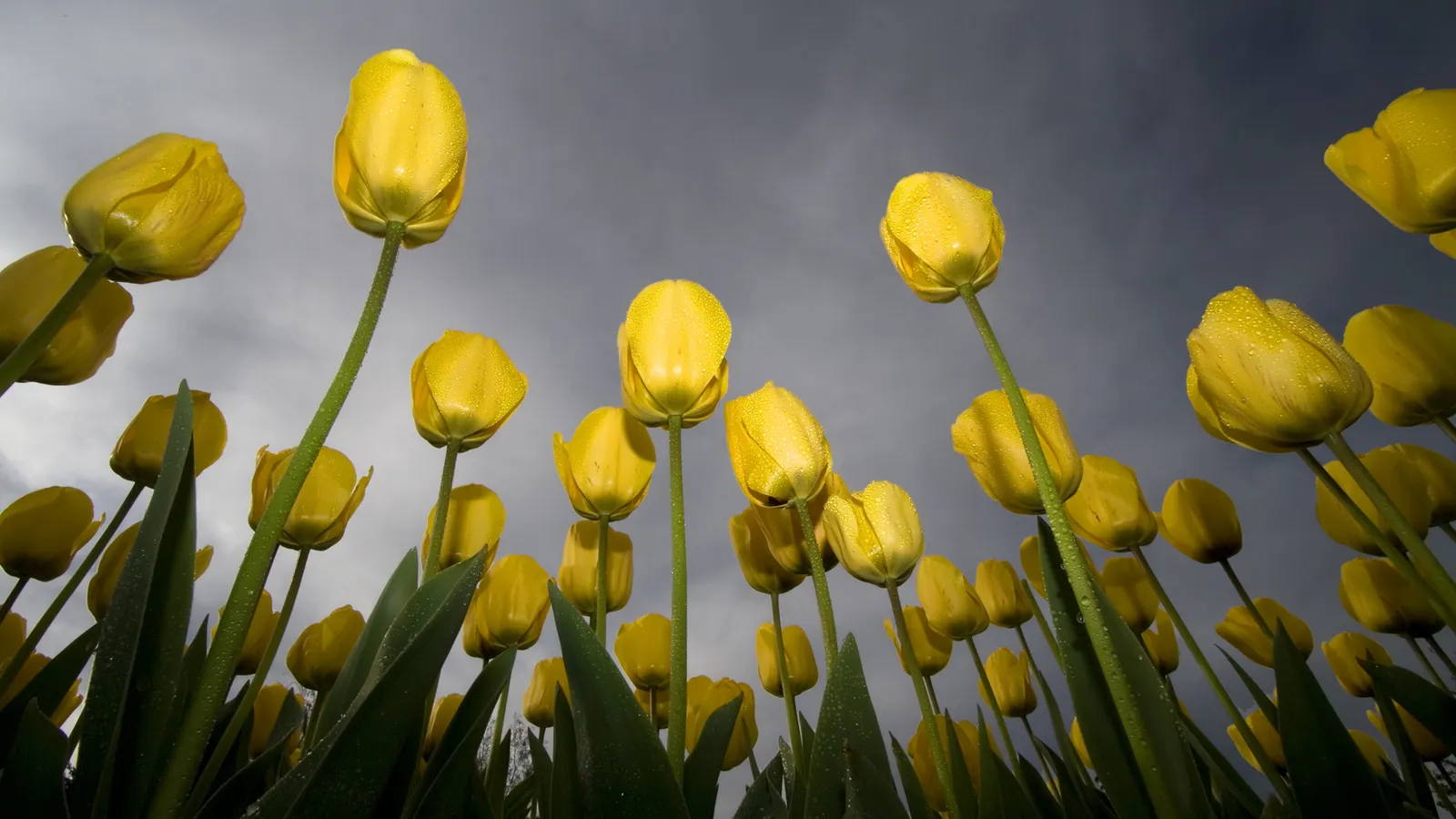 Low angle view of bright yellow tulips with water droplets on their petals against a cloudy sky.