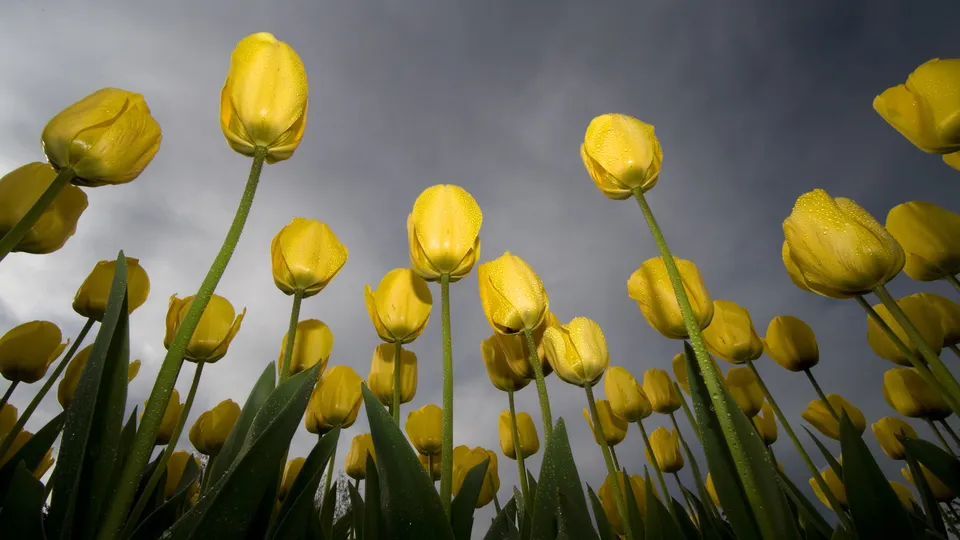 Low angle view of bright yellow tulips with water droplets on their petals against a cloudy sky.