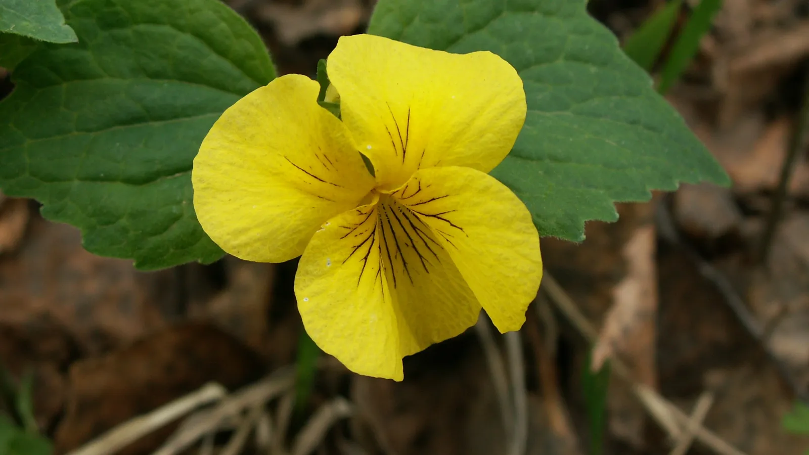 A close-up of a bright yellow violet flower with dark purple veins, surrounded by green leaves and a blurred background of dry leaves and grass.