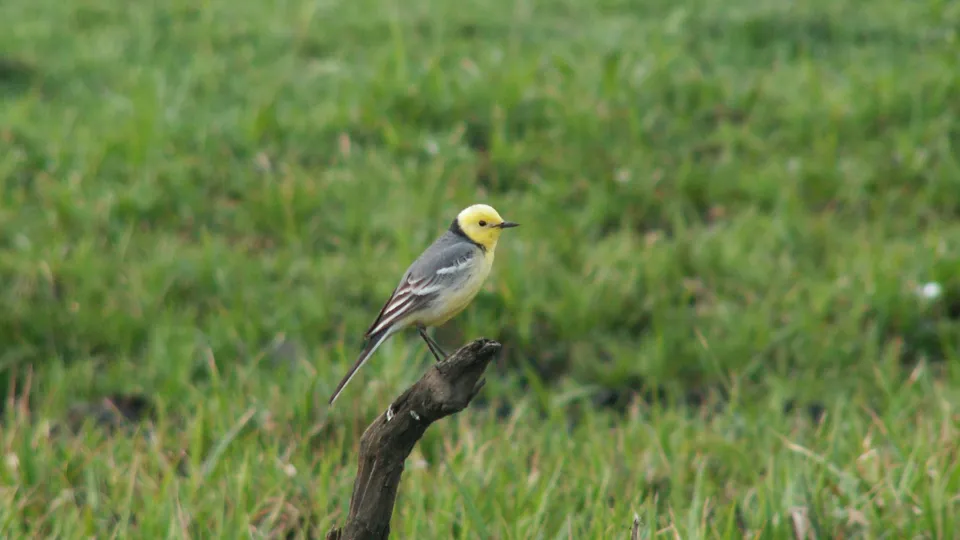 A yellow wagtail bird with grey wings and a yellow head is perched on a dark, rough branch against a blurred green grassy background.
