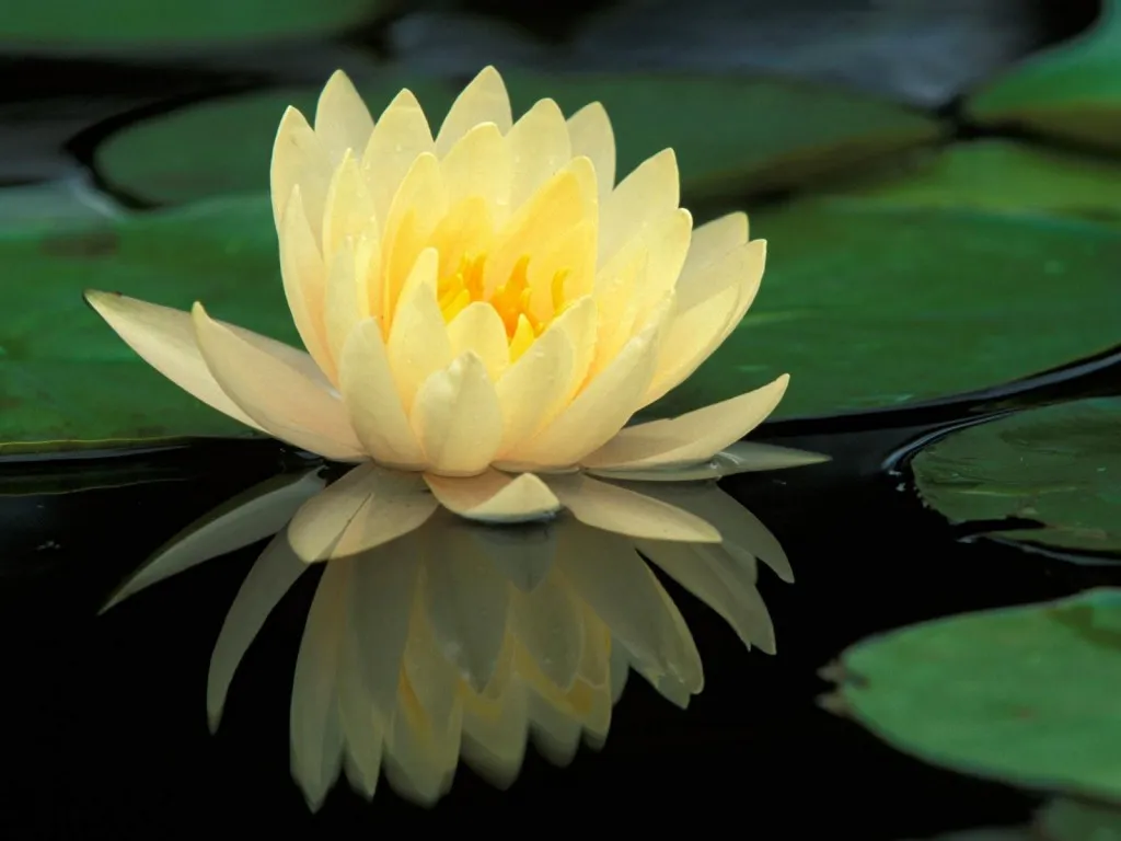 A delicate yellow water lily floats on dark water, its reflection clearly visible below.