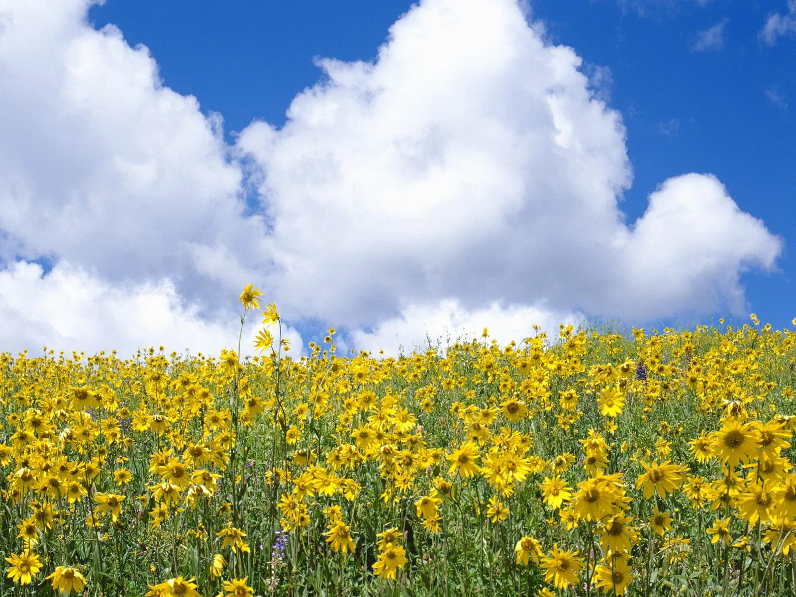A wide field of yellow wildflowers stretches towards a bright blue sky with fluffy white clouds.