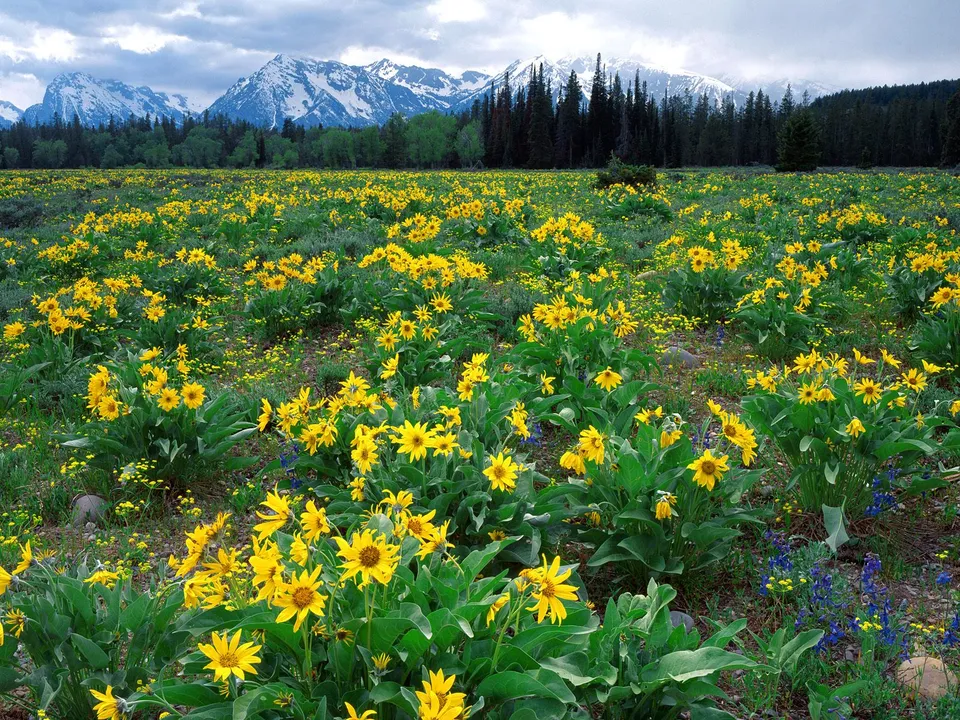 A wide meadow of yellow wildflowers and scattered blue flowers is in front of a pine forest and snow-dusted mountains.